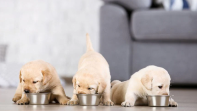 Puppy Nutrition 101: Why Adult Dog Food May Not Cut It